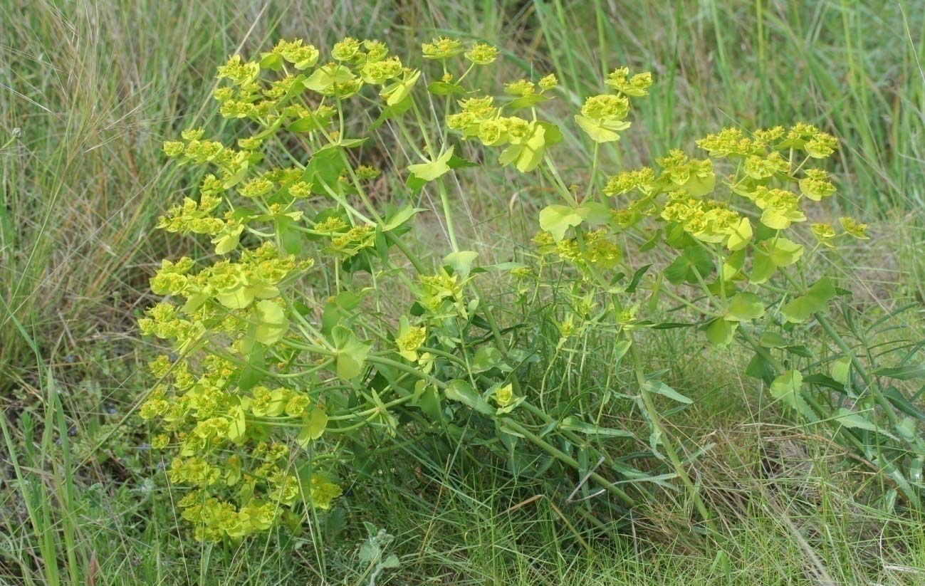 Euphorbia serrata 01