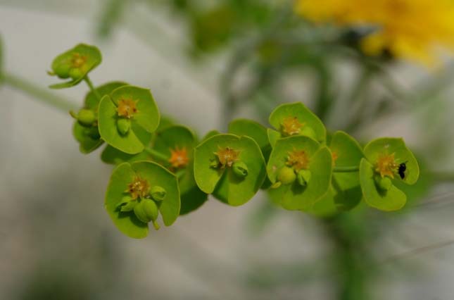 Euphorbia serrata 02