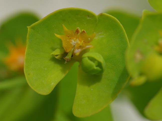 Euphorbia serrata 03