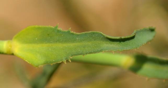 Euphorbia serrata 04