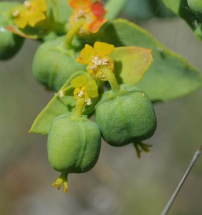 Euphorbia serrata 05