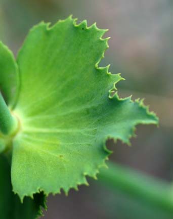 Euphorbia serrata 06