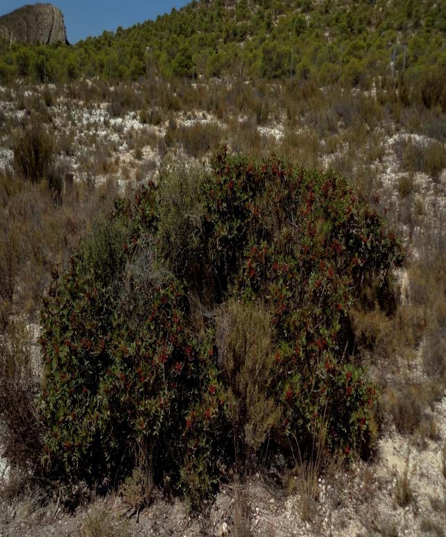 Pistacia lentiscus 01