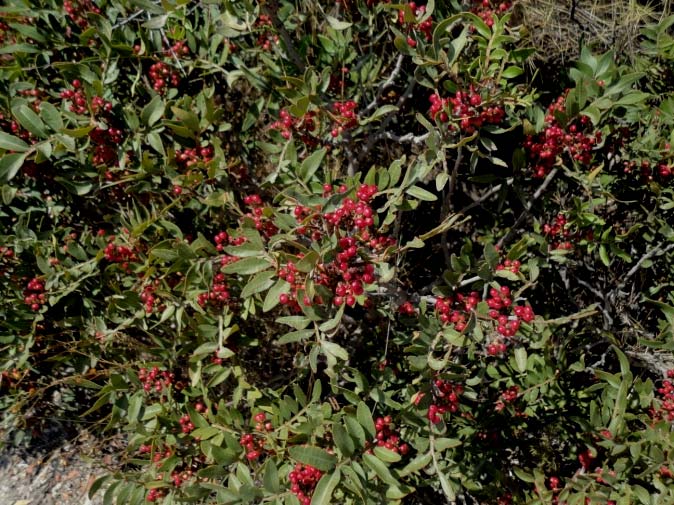 Pistacia lentiscus 02