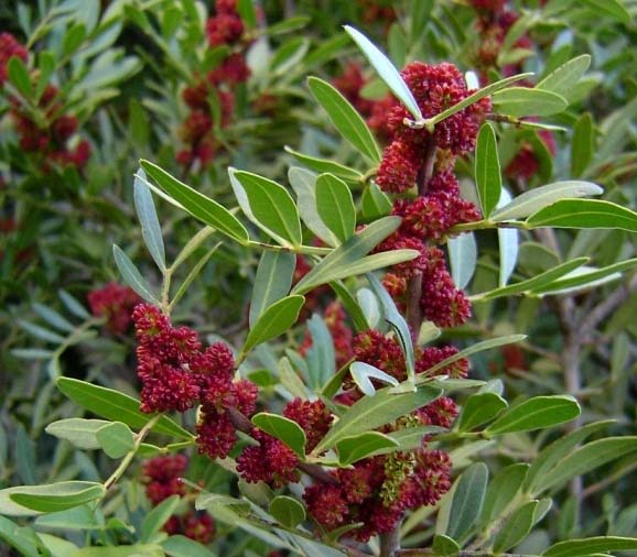 Pistacia lentiscus 03