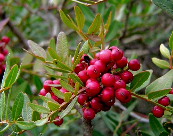 Pistacia lentiscus 04