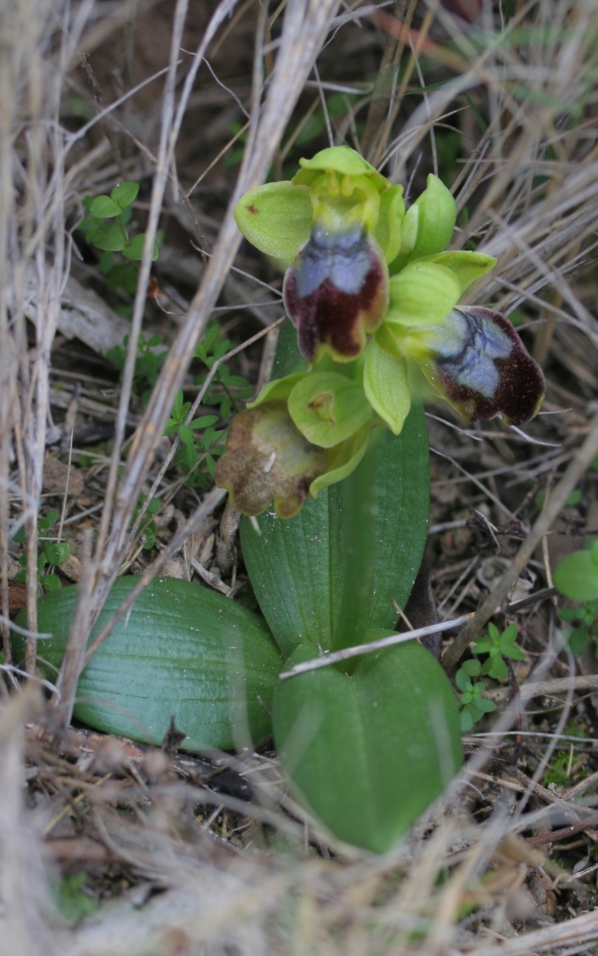 Ophrys lupercalis 01