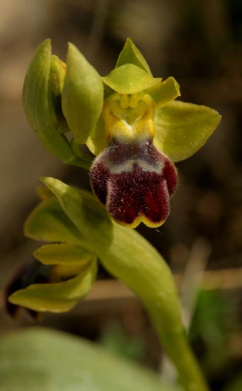 Ophrys lupercalis 02